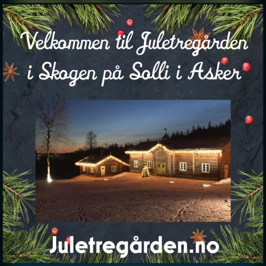 XMAS TREE CUT Your Own CHRISTMAS TREE